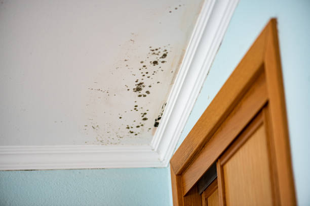 Mold Remediation for Rental Properties in Bloomington, MN